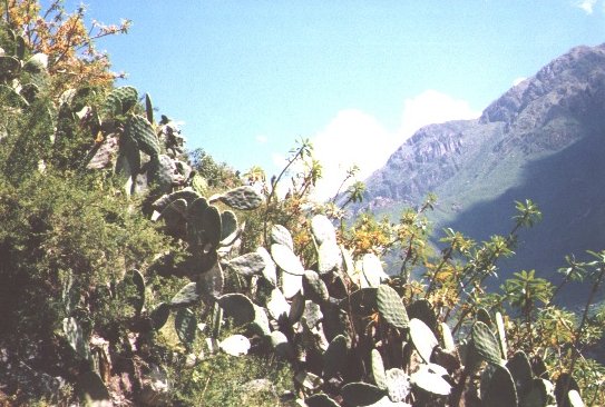 Cabaneconde_Cacti.jpg